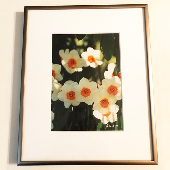 NATURE PHOTO "DAFFODILS" - Picture 1 of 1